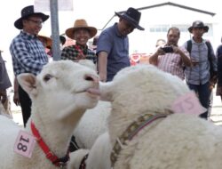 DPKH Brebes Gelar Kontes Domba Kambing untuk Peningkatkan Pengetahuan Beternak