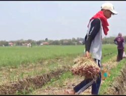 Ratusan Hektar Bawang Merah di 9 Kecamatan di Brebes Terserang Hama Janda Pirang