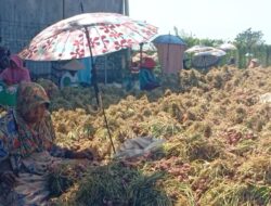 200 Ribu Hektar Tanaman Bawang Merah di Jawa Terserang Hama Janda Pirang