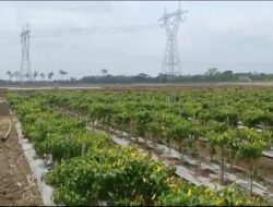 Harga Cabai Setan Tembus Rp120 Ribu per Kg, Petani di Brebes Raup Untung