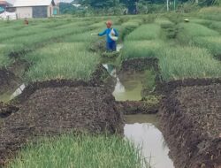 Menteri Pertanian: Petani di Brebes Bisa Beli Pupuk Subsidi Pakai KTP Tanpa Kartu Tani
