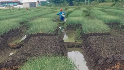 Menteri Pertanian: Petani di Brebes Bisa Beli Pupuk Subsidi Pakai KTP Tanpa Kartu Tani