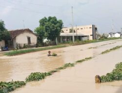 Puluhan Hektar Lahan Tanaman Bawang Merah di Tanjung Brebes Terendam Banjir