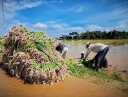 Terendam Banjir, 150 Hektar Tanaman Bawang Merah di Lima Desa di Brebes Panen Dini