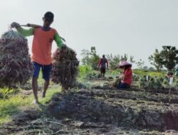 Harga Bawang Merah Mahal, Aksi Pencurian Bawang Marak Terjadi Jelang Panen di Brebes