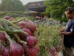 Harga Bawang Merah Turun Drastis, Petani di Brebes Pilih Simpan Hasil Panen