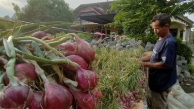 Harga Bawang Merah Saat Ini