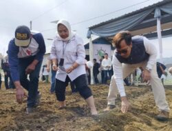 Direktur Kementan dan Petani Milenial Tanam Perdana Kentang di Igirklanceng Brebes