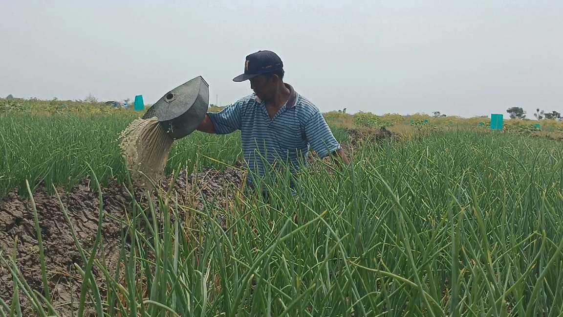 Petani di Brebes Siram Tanaman dengan Air Comberan.