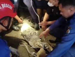 Petugas Damkar Brebes Tangkap Buaya 2 Meter di Gudang Bekas Bawang Merah Milik Warga