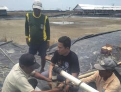 Pertumbuhan Budidaya Udang di Pantura Brebes Terdampak Cuaca Ekstrem, Hindari Kerugian Disarankan Panen Dini