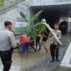 Protes Jalan Rusak di bawah Kolong Tol, Warga Rancawuluh Brebes Tanam Pohon Pisang