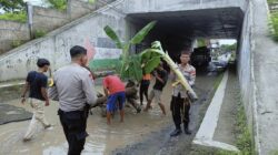 Protes Jalan Rusak di bawah Kolong Tol, Warga Rancawuluh Brebes Tanam Pohon Pisang