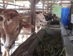164 Ekor Sapi di Brebes Kena PMK, 400 Ribu Dosis Vaksin Disiapkan Atasi PMK di Jateng