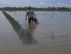 400 Hektare Tanaman Bawang Merah di Brebes Terendam Banjir, Kerugian Petani Ditaksir Rp 20 Miliar