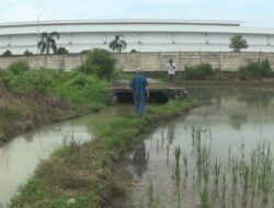 Tercemar Limbah Pabrik, Tanaman Padi Petani di Cimohong Brebes Mati