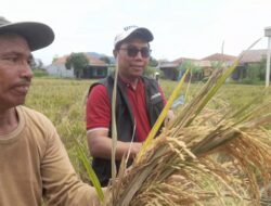 Bulog Jateng Ditarget Serap Gabah Petani 383.144 Ton