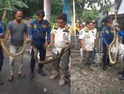 Damkar Brebes Amankan Ular Piton Sepanjang 3 Meter dari Rumah Warga