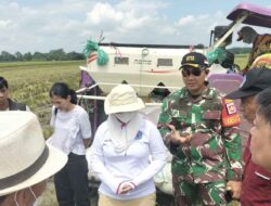 Dikawal TNI, Bulog Ditarget Beli Gabah Petani di Brebes 6 Ribu Ton dan Baru Terangkut 513 Ton