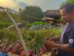 Produktivitas Turun Jadi Penyebab Harga Bawang Merah Naik Rp 38 Ribu per Kg
