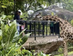 Bandung Zoo Kini ada Terapkan Aturan Baru Mulai Libur Lebaran Demi Keamanan Satwa
