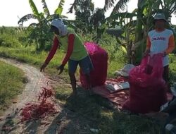 Harga Cabai Anjlok Jadi Rp5 Ribu per Kg, Petani di Brebes Buang dan Injak Hasil Panen