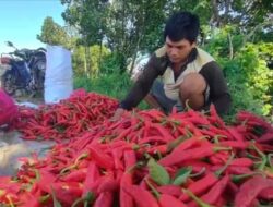 Atasi Harga Cabai Anjlok, Pemkab Brebes Bakal Kirim Hasil Panen ke Luar Daerah