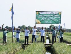 Petani Bawang Merah di Brebes Sumringah Karena Panen Melimpah dengan Modal Minim