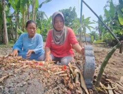 Santi, Janda Muda Tewas di Tangan Mantan Suami di Kebun Tebu di Brebes: Kerap Dianiaya