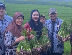 Produksi Melimpah, Brebes Ekspor Bawang Merah 11 Ribu Ton ke Tiga Negara Asean
