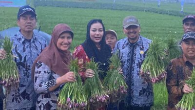 Produksi Melimpah, Brebes Ekspor Bawang Merah 11 Ribu Ton ke Tiga Negara Asean