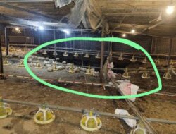 Pencarian Korban Kandang Ayam Ambruk di Brebes, Petugas Panik Kandang di Sebelahnya Amblas
