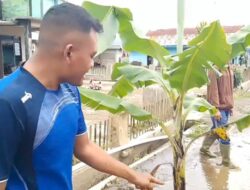 Heboh Warga Dawuhan Brebes Tanam Pohon Pisang di Jalan Rusak Karena Tak Kunjung Diperbaiki