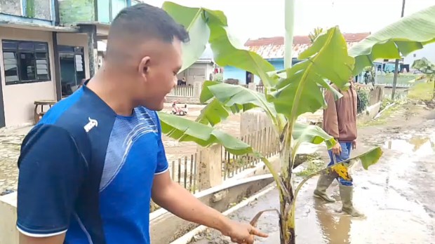 Warga Brebes Protes Jalan Rusak dengan Tanam Pohon Pisang