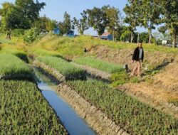 Marak Pencurian Bawang Merah di Brebes saat Harga Tinggi, Petani Rela Berjaga di Sawah