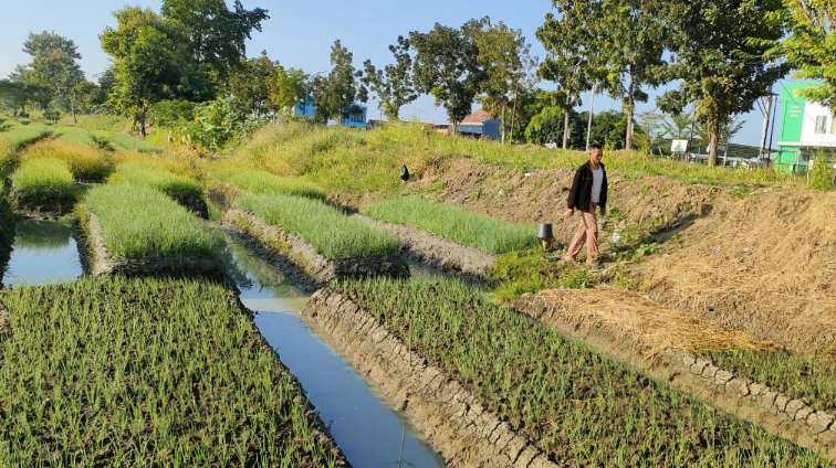 Aksi Pencurian Bawang Merah di Brebes