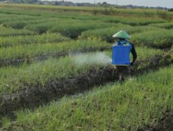 Cerita Petani Bawang Merah Brebes: Biaya Produksi Membengkak Tiga Kali Lipat Diserang Hama