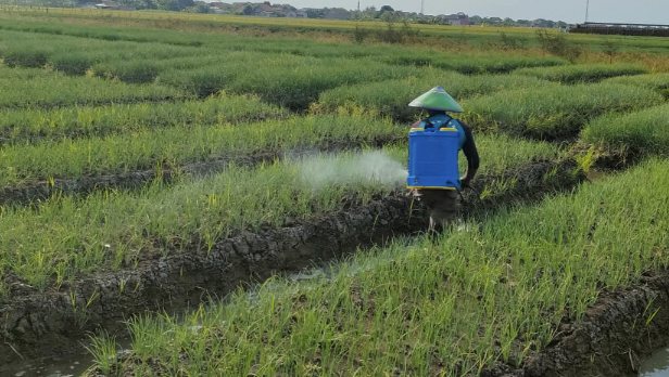 Produksi Bawang Merah Brebes