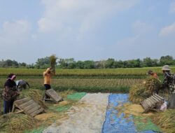 Dukungan Kementan Tingkatkan Hasil Panen Padi Gadu di Lampung Timur
