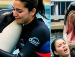 Video Detik-Detik Jessica Radcliffe Diserang Paus Orca, Ini Fakta Sebenarnya!