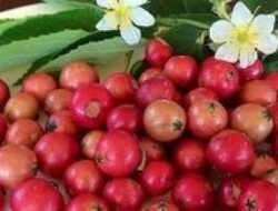 Rahasia Buah Kersen: Manfaat Luar Biasa untuk Kesehatan