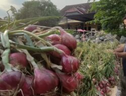 Harga Bawang Merah di Petani Tembus Rp42 Ribu, di Konsumen Capai Rp60 Ribu per Kg