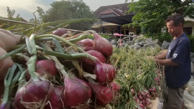 Harga Bawang Merah Saat Ini