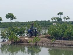 Nestapa Petani Tambak di Brebes: 4.405 Hektare Rusak Kena Abrasi, Rugi Rp 102 Miliar per Tahun