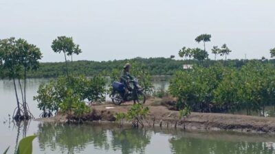 Petani Tambak di Brebes Rugi Miliaran