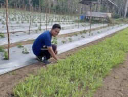 Profil Biodata Ridho, Petani Bawang Merah Sukses Panen 10 Ton dari Biji yang Ditanam