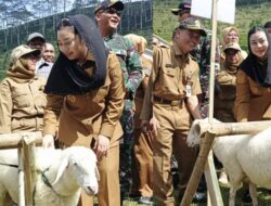 Festival Domba Sakub di Kaligua Brebes, Satu Ekor Terjual Rp30 Juta