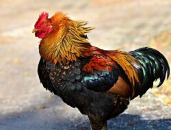 Makna Mimpi Roti Lapis Ayam: Nutrisi dan Kepuasan
