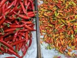 Harga Cabai dan Bawang Merah Turun, Konsumen Lega