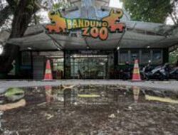 Bayi Harimau Benggala Lahir di Tengah Kekacauan Bandung Zoo